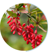 how much ignitra cost